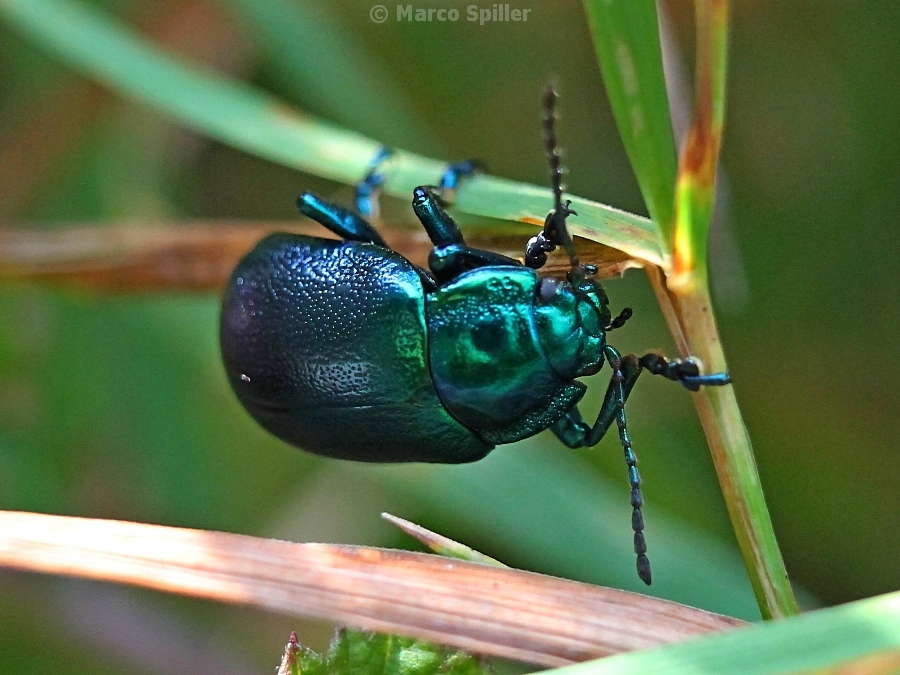 Chrysolina coerulans? No, Oreina sp.